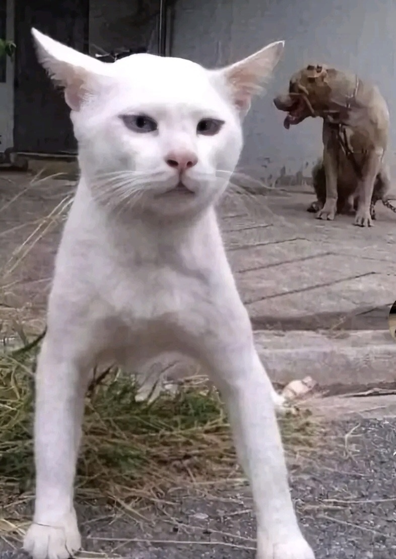 Shirup